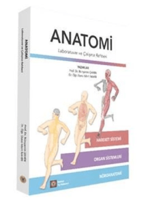 Anatomi