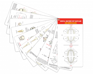 Dental Anatomi Cep Kartları (Diş Morfolojisi)